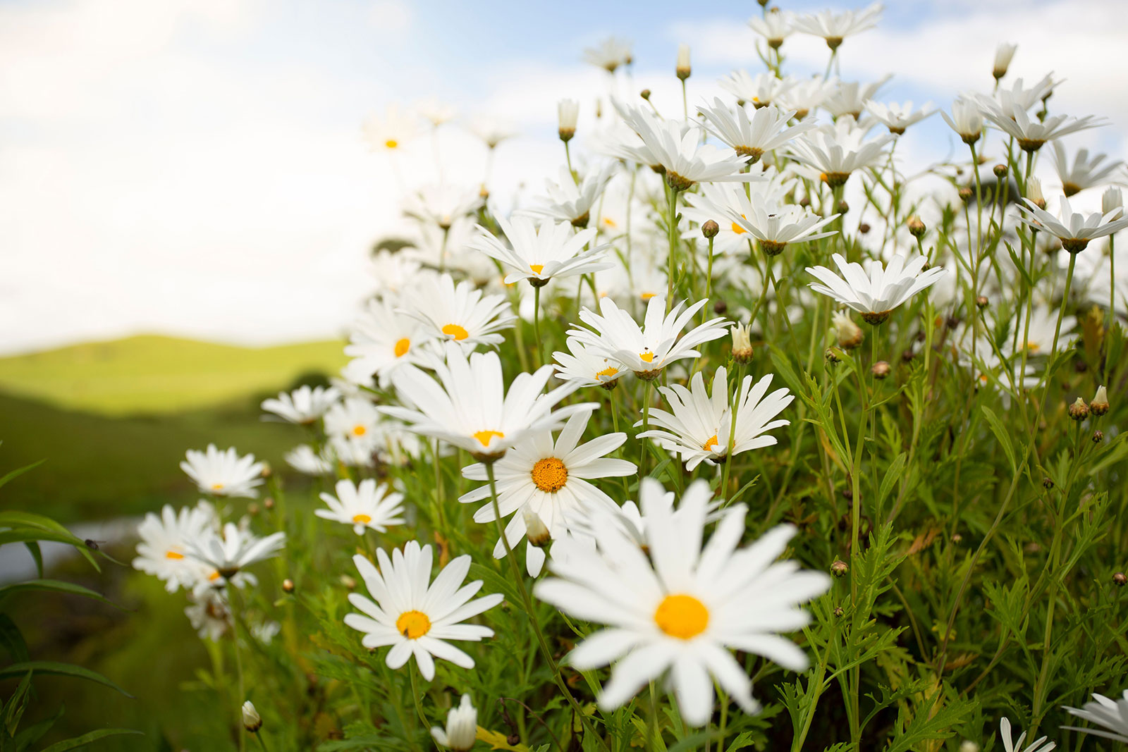 New Zealand Photography